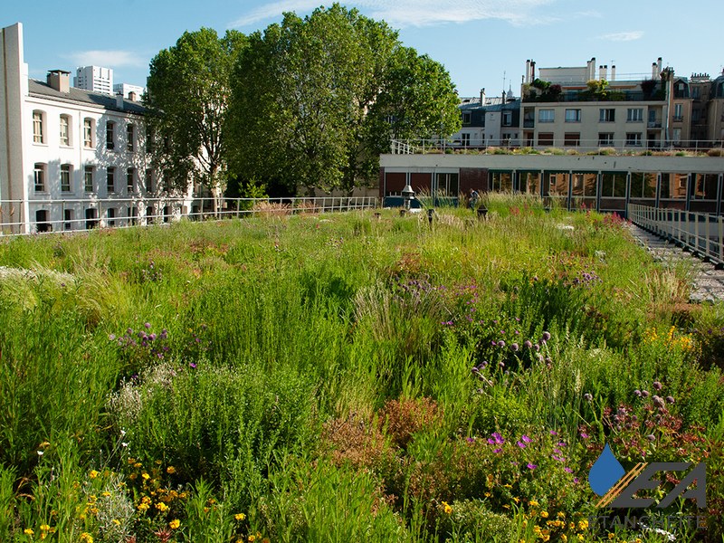 Toit végétalisé — toiture verte extensive en milieu urbain